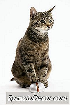 Como Os Gatos Em Ambientes Internos Podem Obter Lombrigas?