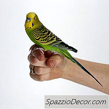Kako Papagaji Spavaju, A Da Ne Padnu Sa Svog Sjedala?