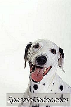 Comment Savoir Si Un Dalmatien Est Sourd?