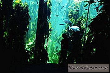 Como Funciona Uma Bomba De Aquário?