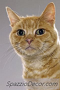 Como Um Fígado Gatos Fica Inflamado?