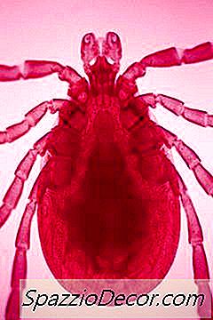 Hvernig Virkar Framlína Fyrir Ketti?