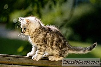 Hoe Kan Iemand Een Wild Kitten Bestrijken Dat Ouder Is Dan Twee Maanden?