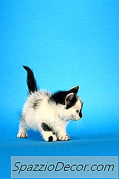 Hoe Vroeg Kan Een Kitten Worden Gecannuleerd?