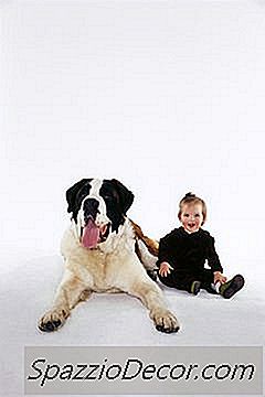 Một Chú Chó Con Saint Bernard Có Thể Được Nhận Nuôi Sớm Như Thế Nào?