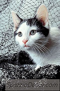 Hoe Wordt Hepatitis Behandeld In Katten?