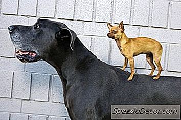 Berapa Lama Anjing Dianggap Anak Anjing?