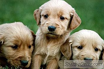 Quanto Tempo Você Pode Deixar Um Filhote De Cachorro De 12 Semanas De Idade No Crate At Night?