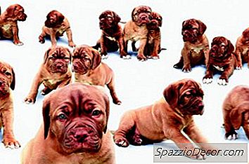 Combien De Temps Les Chiots Mangent-Ils Trois Repas Par Jour?