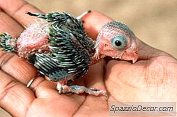 ¿Cuánto Tiempo Necesita Una Cacatúa Para Quedarse Con Mamá?