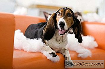 Wie Lange Dauert Es, Bis Ein Hund Seinen Namen Lernt?