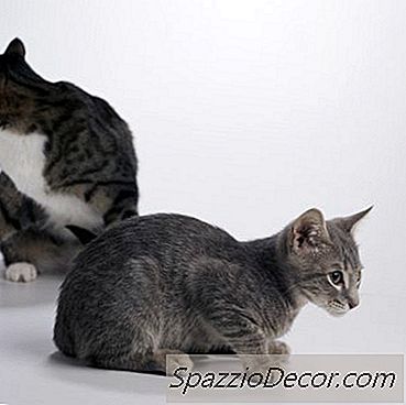 Quanto Tempo Leva Para Os Gatos Se Darem Bem Com Os Novos Gatinhos?