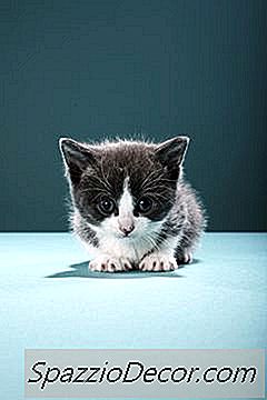 Hur Lång Tid Tar Det För Att Kittens Första Kull Ska Födas?