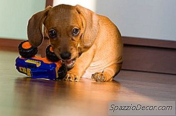 Cât Durează Puppy Teething Last?