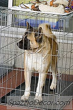 Wie Lange Sollte Ein Hund In Einer Kiste Bleiben?