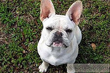 新生英国斗牛犬需要多长时间护理？