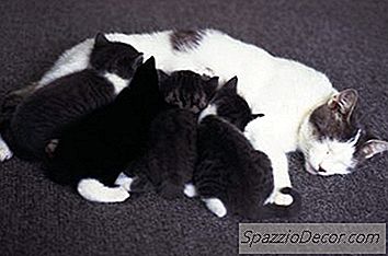 Por Quanto Tempo Os Peitos De Um Mama Cat Ficarão Cheios Depois De Desmamar Os Gatinhos?