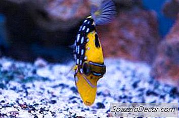 Wie Viele Fische Gehen In Ein 30-Gallonen-Meeresaquarium?
