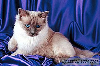 Quantos Gatinhos Um Gato De Ragdoll Costuma Ter Em Uma Ninhada?