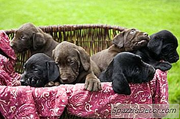 Wie Oft Pro Tag Sollte Ich Einen Lab Puppy Füttern?