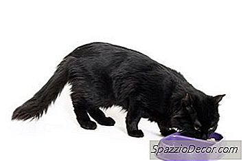 Quantas Vezes Por Dia Devo Alimentar Meu Gato?