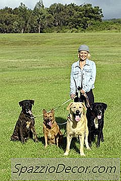 Quanto Pagam Os Passeadores De Cães?