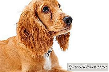 Hur Mycket Mat Borde En Cocker Spaniel Puppy Fed?