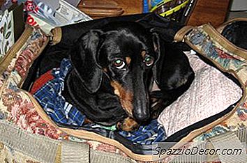 Quanto Custa Um Bilhete De Avião Para Cães?