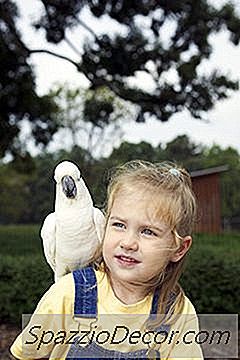 Πόσο Να Τροφοδοτήσετε Ένα Cockatoo Ομπρέλα;