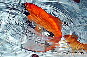 Fantail Goldfish'I Ne Kadar Beslemek?
