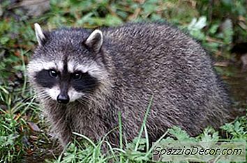 ¿Con Qué Frecuencia Se Administran Las Vacunas Contra La Rabia A Los Perros?