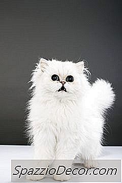 Koliko Često Mačke Slijepe Ili Gluhe Izgledaju S Plavim Očima?