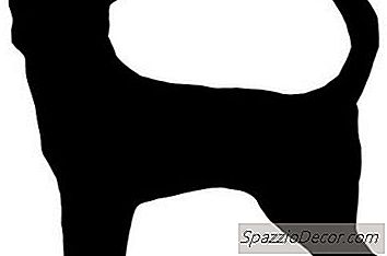 Come Spesso Si Deve Chihuahua Mangiare?