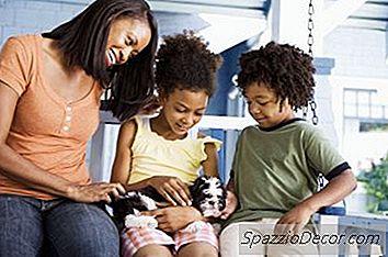Hoe Vaak Moet Ik Mijn Shih Tzu-Puppy Baden?