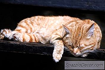 Quantas Vezes Você Deve Levar Seu Gato Ao Veterinário?