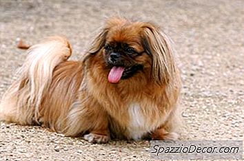 Hur Ofta Ska Du Gå Med En Shih Tzu Hund?