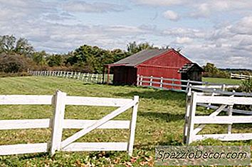 Câini Vechi De Câini De Pirinei Când Se Opresc Să Se Dezvolte?