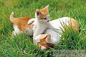Qual Deve Ser A Idade Dos Gatinhos Para Deixar A Mãe?