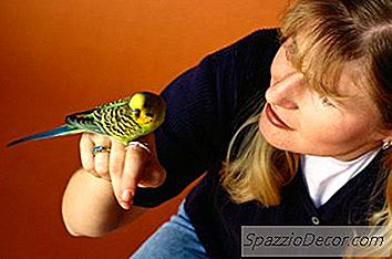 Onları Beslemeden Önce Bir Parakeet Kaç Yaşında Olmalı?