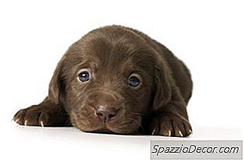Hoe Oud Moet Een Puppy Trainen Voor Een Ondergronds Hek?
