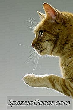 Yedi Parmaklı Kediler Ne Kadar Nadirdir?