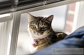 Como Um Colarinho De Gato Deve Caber?