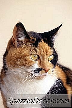 Cât De Curând După Ce O Pisică Se Duce În Căldură Poate Fi Supusă?