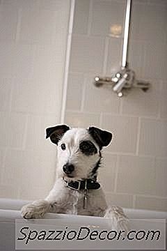 Come Presto Per Bagnare Un Cane Dopo Il Trattamento Delle Pulci