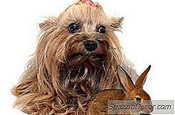 วิธีการเพิ่มไฟเบอร์ให้กับอาหารของ Cairn Terrier