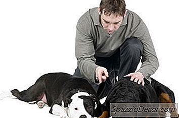 Πώς Να Υιοθετήσετε Ένα Θηλυκό Rottweiler Σε Ένα Σπίτι Multi-Dog