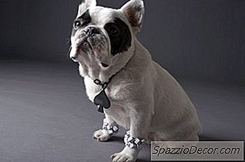 Cómo Adoptar Un Cachorro De Bulldog Francés En Florida