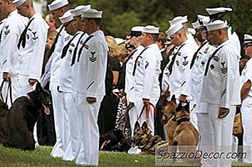 Câinii Militari Lucrează Alături De Militari Și Femei