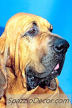 如何从惩教部门采用退役猎犬