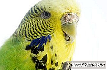 Bagaimana Untuk Umur A Parakeet